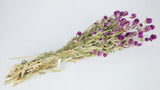 Gomphrena - 1 Bund - Naturfarbe Lila