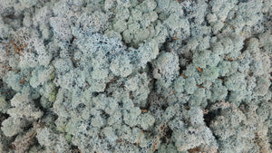 Konserviertes Islandmoos - 500 g - Blau - Si-nature