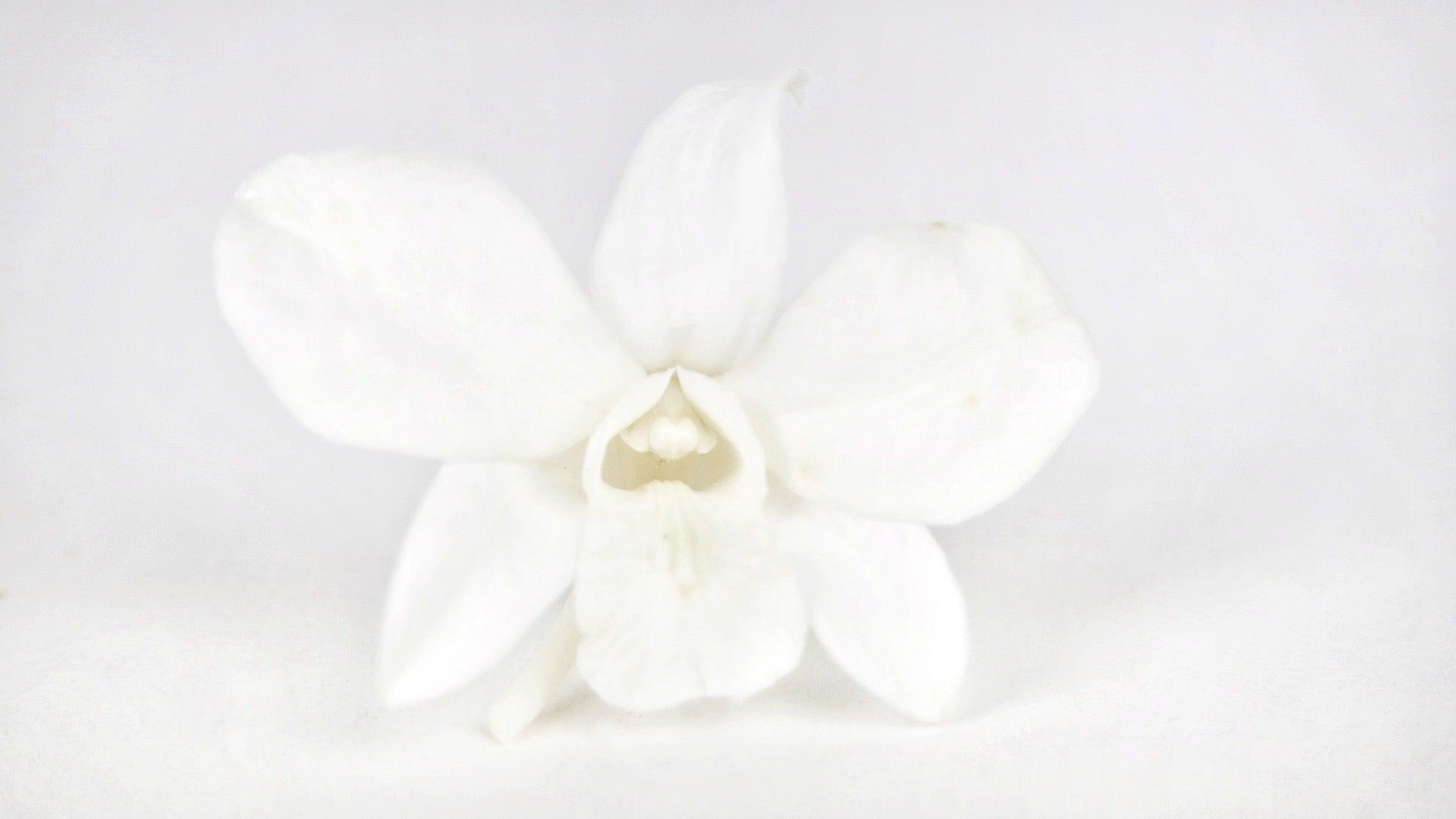 Orchidee Dendrobium konserviert Earth Matters - 8 Köpfe - Pure white 010 - Si-nature