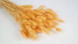 Lagurus essiccato - 1 mazzo - pesca