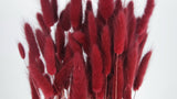 Lagurus - 1 mazzo - Berry