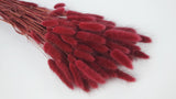 Lagurus - 1 mazzo - Berry