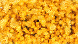 Marcela - 1 ramo - Amarillo