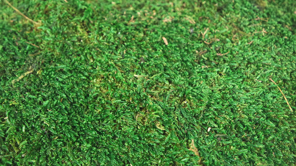 Rag moss conservato - 500 g - Verde
