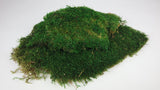 Rag moss conservato - 500 g - Verde