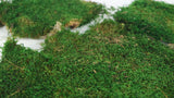 Rag moss conservato - 500 g - Verde