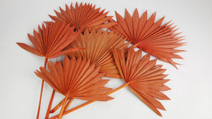 Palm Sun - 6 steli - Ambra