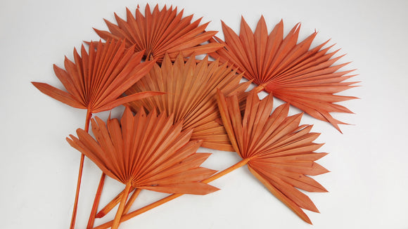 Palm Sun - 6 steli - Ambra