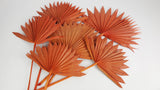 Palm Sun - 6 steli - Ambra