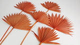 Palm Sun - 6 steli - Ambra