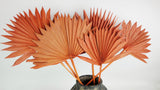 Palm Sun - 6 steli - Ambra