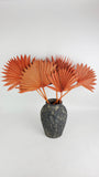 Palm Sun - 6 steli - Ambra